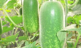 梁山吃瓜图片高清,高清吃瓜图揭秘江湖风云