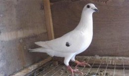 白鸽子吃瓜视频,揭秘萌宠美食新风尚