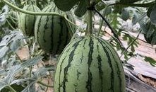 网红瓜在哪吃,揭秘最佳品尝地