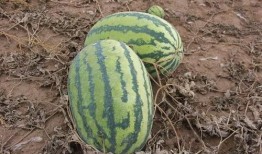 吃瓜小田田,揭秘娱乐圈那些不为人知的幕后故事