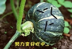 吃瓜吃最真的瓜,吃瓜群众最真实的瓜料大公开