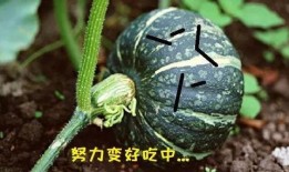 吃瓜吃最真的瓜,吃瓜群众最真实的瓜料大公开