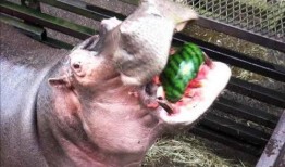 河马吃瓜搞怪图片,萌态十足，搞怪瞬间引网友爆笑