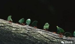 小蚂蚁吃瓜视频,揭秘瓜界奇闻趣事