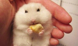 仓鼠吃瓜吃皮视频,萌宠美食新体验