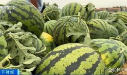 吃瓜什么季节好,吃瓜正当时——夏季瓜果盛宴