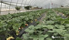 校园吃瓜万州,揭秘校园里的那些“瓜”事