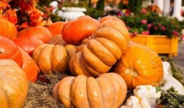 秋瓜须怎么吃,秋季养生新选择