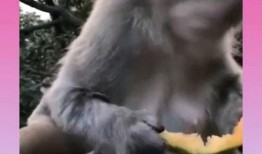 猴王吃瓜的含义,揭秘猴界奇闻背后的智慧与趣味