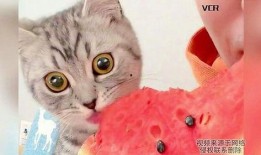 猫吃美女的瓜,揭秘网络八卦背后的真相